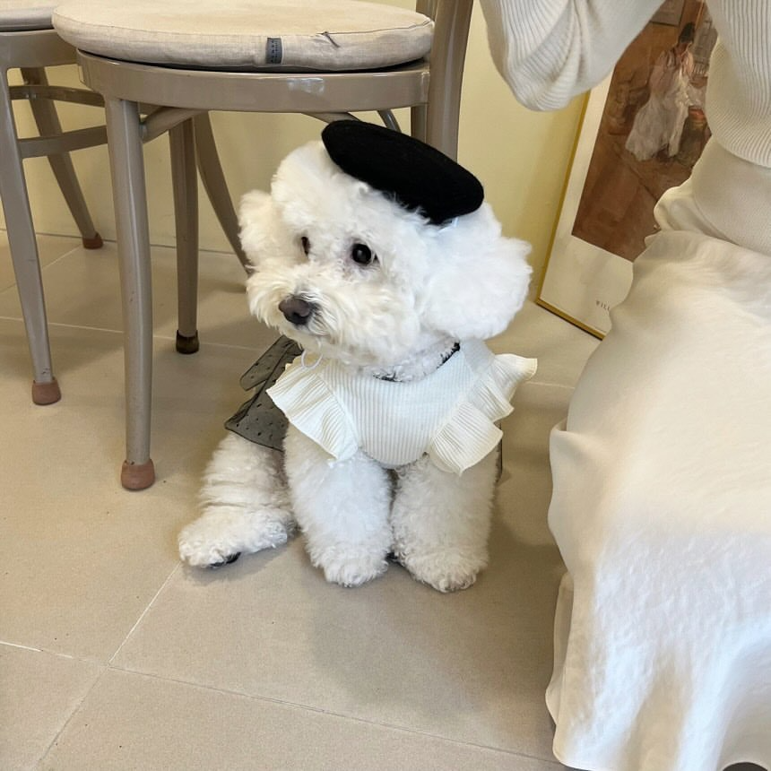 Elegant Black and White Pet Outfit