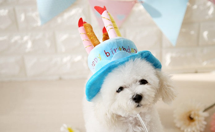 Birthday Cake Hat for Spoiled Pets