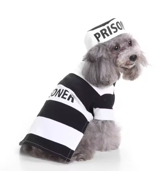 Halloween Pet Costumes