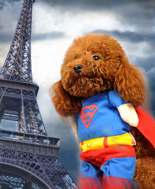 Super Dog Costume
